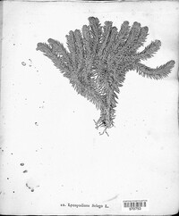 Huperzia selago image